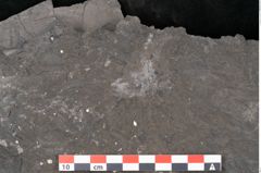Foto (Detailansicht) von Camptoteris sp. (NHMW-GEO-2024-0188-10650)